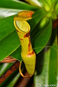 DSC_7582 Pitcher plant_tn
